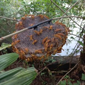 z5695399126182_55dbf0d77cf4c7347aaeefcb8f127074