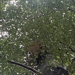 z5695399126399_4e6c5ddfad8fe596d6e804b5955c3e49