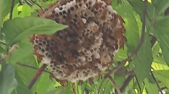 z5695399156781_8d2916bbe13028d537ea25261b863f8d