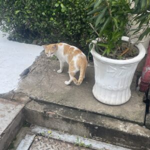 z5695412064520_351019da49e592feaabcf92ae45e9f25