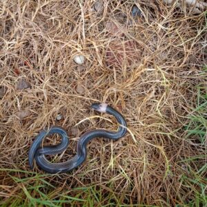 z5695415810193_78dab3bcf292ca84ba886c26fcad5ad8